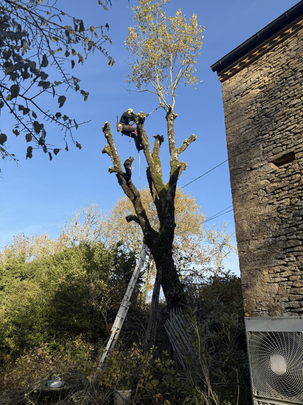  Elagage à Le Bugue