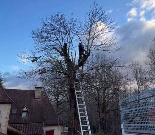 élagage à Boulazac